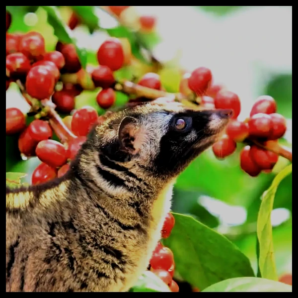 kopi luwak