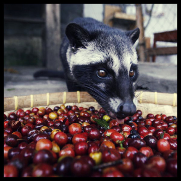 luwak